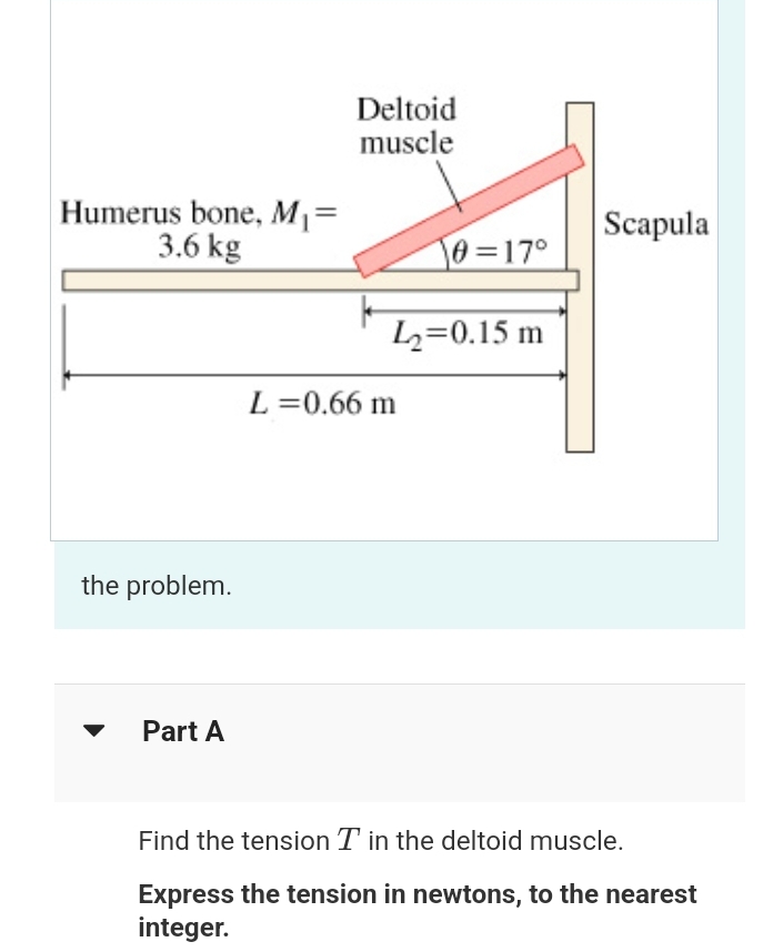 Humerus bone, M₁ =
3.6 kg
the problem.
Part A
Deltoid
muscle
0=17°
L₂=0.15 m
L=0.66 m
Scapula
Find the tension T in the deltoid muscle.
Express the tension in newtons, to the nearest
integer.