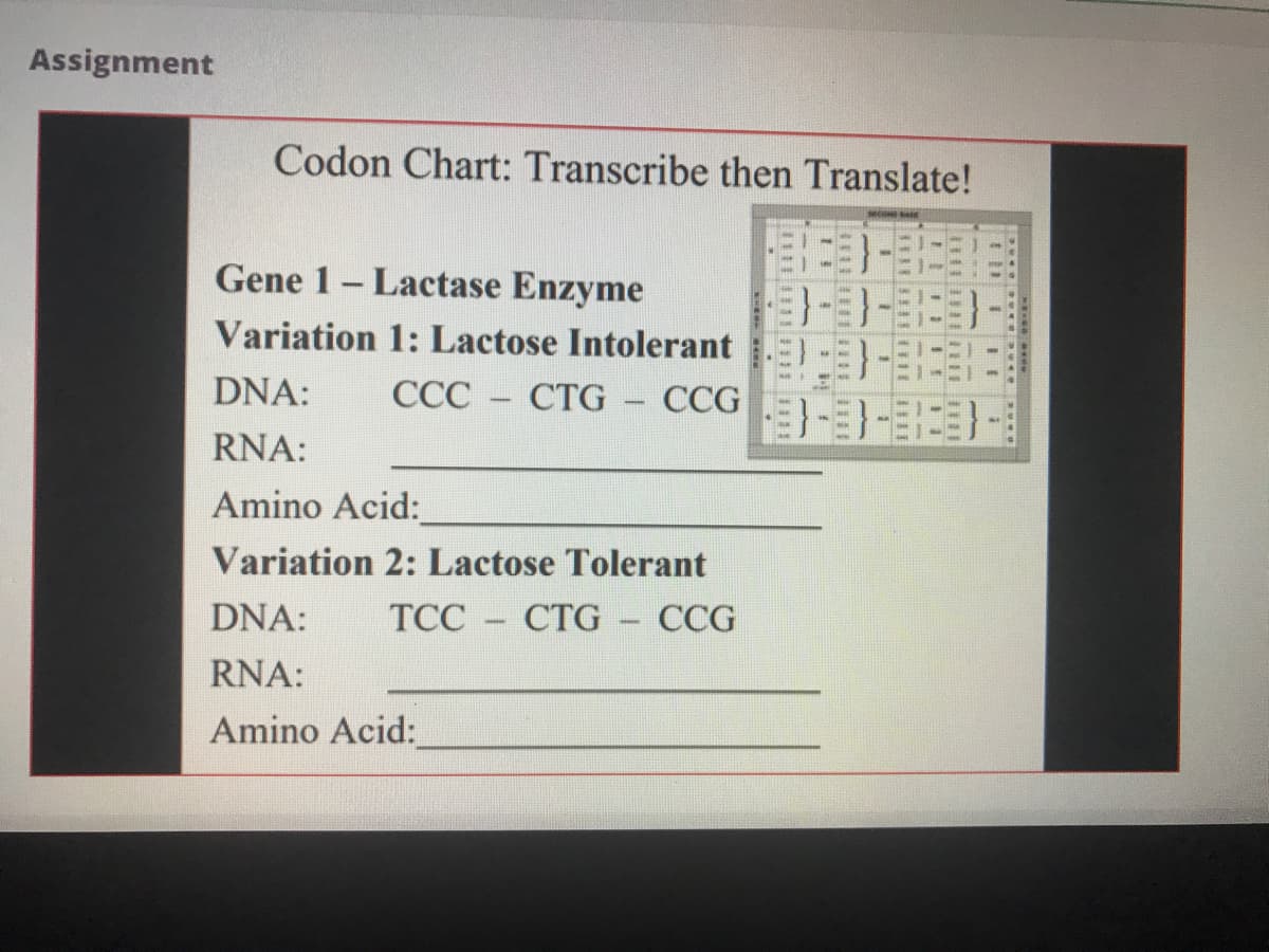 Assignment
Codon Chart: Transcribe then Translate!
Gene 1- Lactase Enzyme
Variation 1: Lactose Intolerant E)-}- :
DNA:
ССС
СТG
CCG
-
RNA:
Amino Acid:
Variation 2: Lactose Tolerant
DNA:
ТСС- СТG
CCG
RNA:
Amino Acid:
