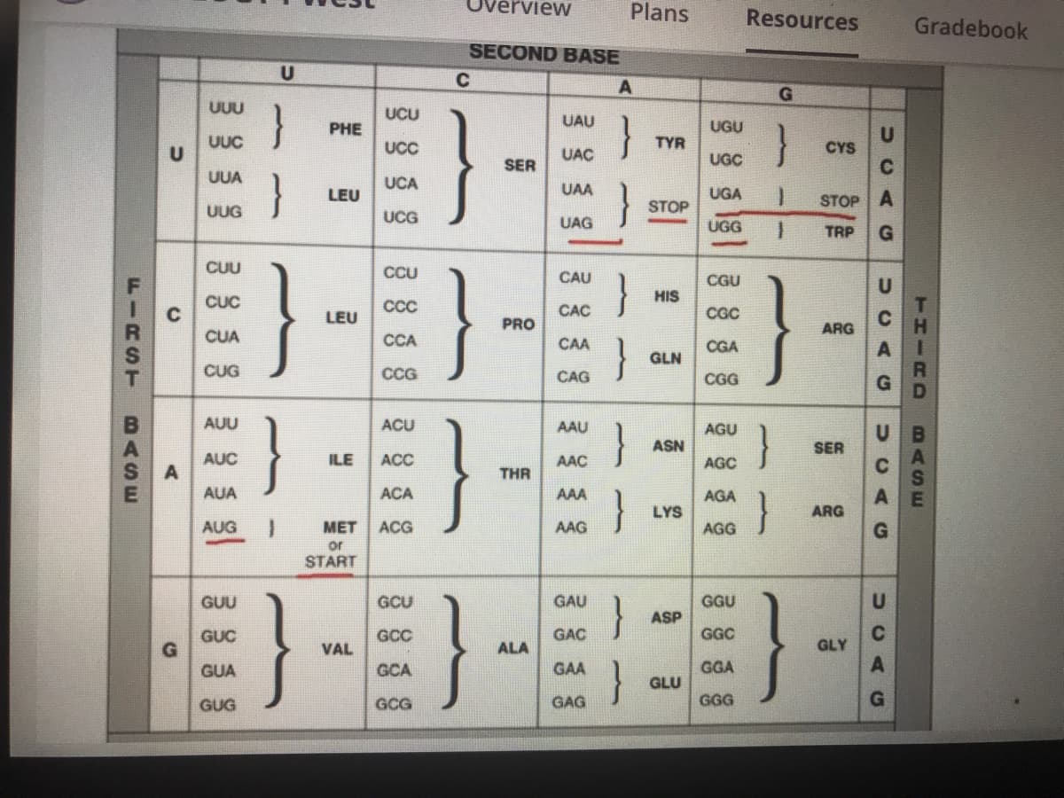 Overview
Plans
Resources
Gradebook
SECOND BASE
UUU
UCU
UAU
PHE
UGU
UUC
UCC
TYR
CYS
UAC
UGC
SER
C
UUA
}
UCA
UAA
LEU
UGA
STOP A
UUG
STOP
UCG
UAG
UGG
TRP
CUU
CCU
CAU
CGU
}
HIS
CUC
C
CC
LEU
CAC
CGC
PRO
ARG
CUA
CCA
CAA
CGA
GLN
CUG
CCG
CAG
CGG
AUU
}
ACU
AAU
AGU
}
SER
C
ASN
AUC
ILE
ACC
AAC
AGC
THR
AUA
ACA
AAA
}
AGA
LYS
ARG
AUG
MET
ACG
AAG
AGG
or
START
}
GUU
GCU
GAU
GGU
ASP
GUC
GCC
GAC
GGC
VAL
ALA
GLY
GUA
GCA
GAA
GGA
GLU
GUG
GCG
GAG
GGG
THIRD
BASE
UCA G
FIRST
BASE
