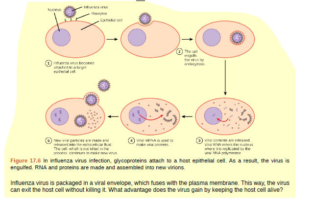 Influenza virus
Nucleus
Receptor
Epithelial cell
The cel
engults
the virus by
endocytosis
Influenza vrus beoomes
attached to a target
epithelial cel
New viral particles are made and
Viral contents are released.
Viral MRNA IS used 10
make vira proteins.
released into the extracelular fluid
Viral RNA enters the nudeus
The cell which is not kiled in the
process continues to make new wrus.
where it is replicated by the
viral RNA polymerase
Figure 17.6 In influenza virus infection, glycoproteins attach to a host epithelial cell. As a result, the virus is
engulfed. RNA and proteins are made and assembled into new virions.
Influenza virus is packaged in a viral envelope, which fuses with the plasma membrane. This way, the virus
can exit the host cell without killing it. What advantage does the virus gain by keeping the host cell alive?
