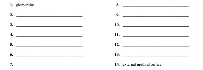 1. glomerulus
8.
2.
9.
3.
10.
4.
11.
5.
12.
6.
13.
7.
14. external urethral orifice
