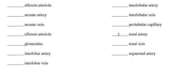 afferent arteriole
interlobular artery
arcuate artery
interlobular vein
arcuate vein
- peritubular capillary
efferent arteriole
renal artery
glomerulus
renal vein
interlobar artery
segmental artery
interlobar vein
