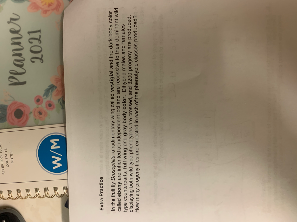 REFERENCE
CONTACTS
Planner
2021
NOTES
W/M
Extra Practice
In the fruit fly Drosophila, a rudimentary wing called vestigial and the dark body color
called ebony are inherited at independent loci and are recessive to their dominant wild
type counterparts, full wing and gray body color. Dihybrid males and females
displaying both wild type phenotypes are crossed, and 3200 progeny are produced.
How many progeny flies are expected in each of the phenotypic classes produced?
