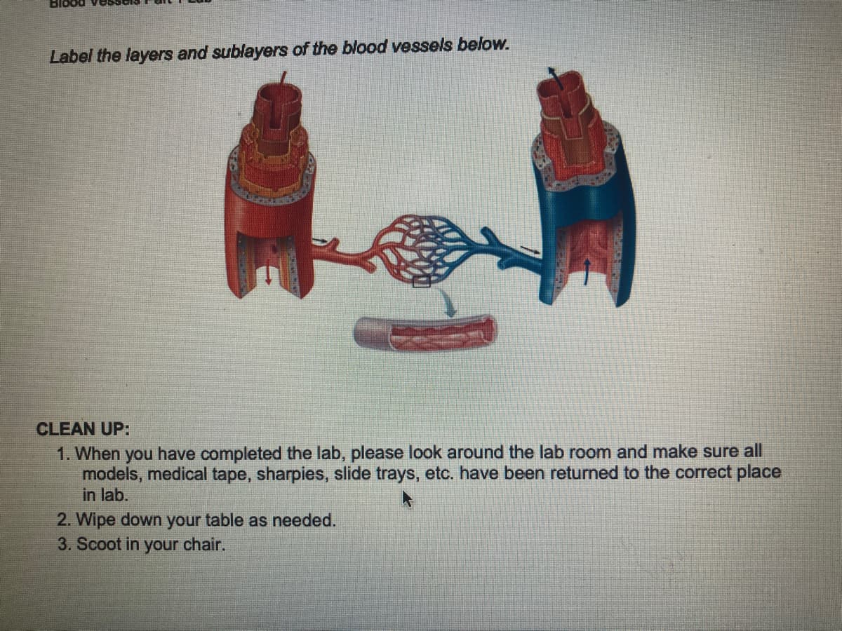 Blood
Label the layers and sublayers of the blood vessels below.
CLEAN UP:
1. When you have completed the lab, please look around the lab room and make sure all
models, medical tape, sharpies, slide trays, etc. have been returned to the correct place
in lab.
2. Wipe down your table as needed.
3. Scoot in your chair.