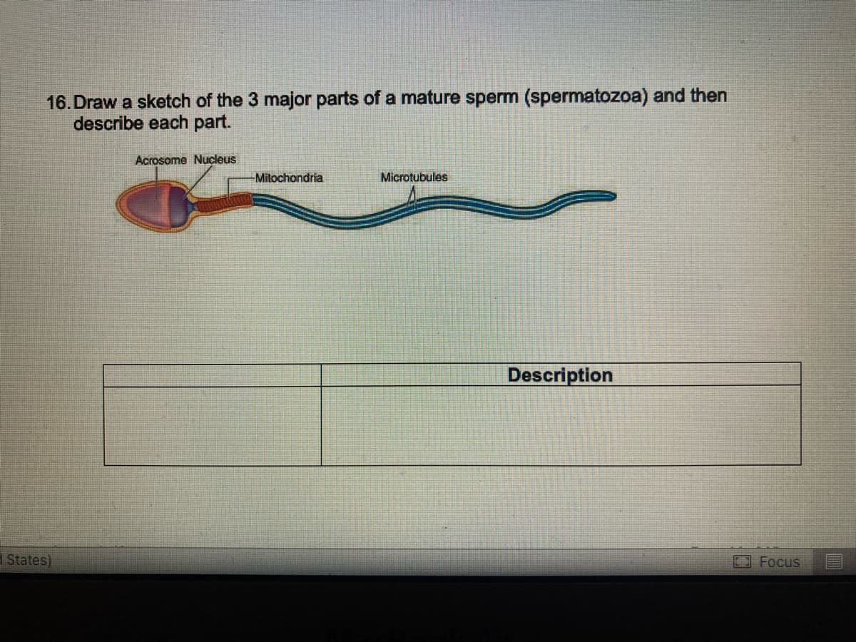 16.Draw a sketch of the 3 major parts of a mature sperm (spermatozoa) and then
describe each part.
States)
Acrosome Nucleus
-Mitochondria
Microtubules
Description
Focus
E