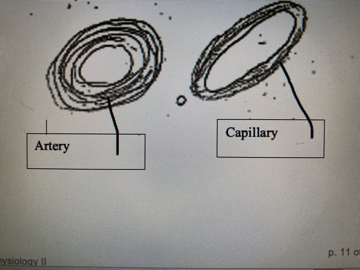 Q.Q
Capillary
Artery
hysiology II
p. 11 o