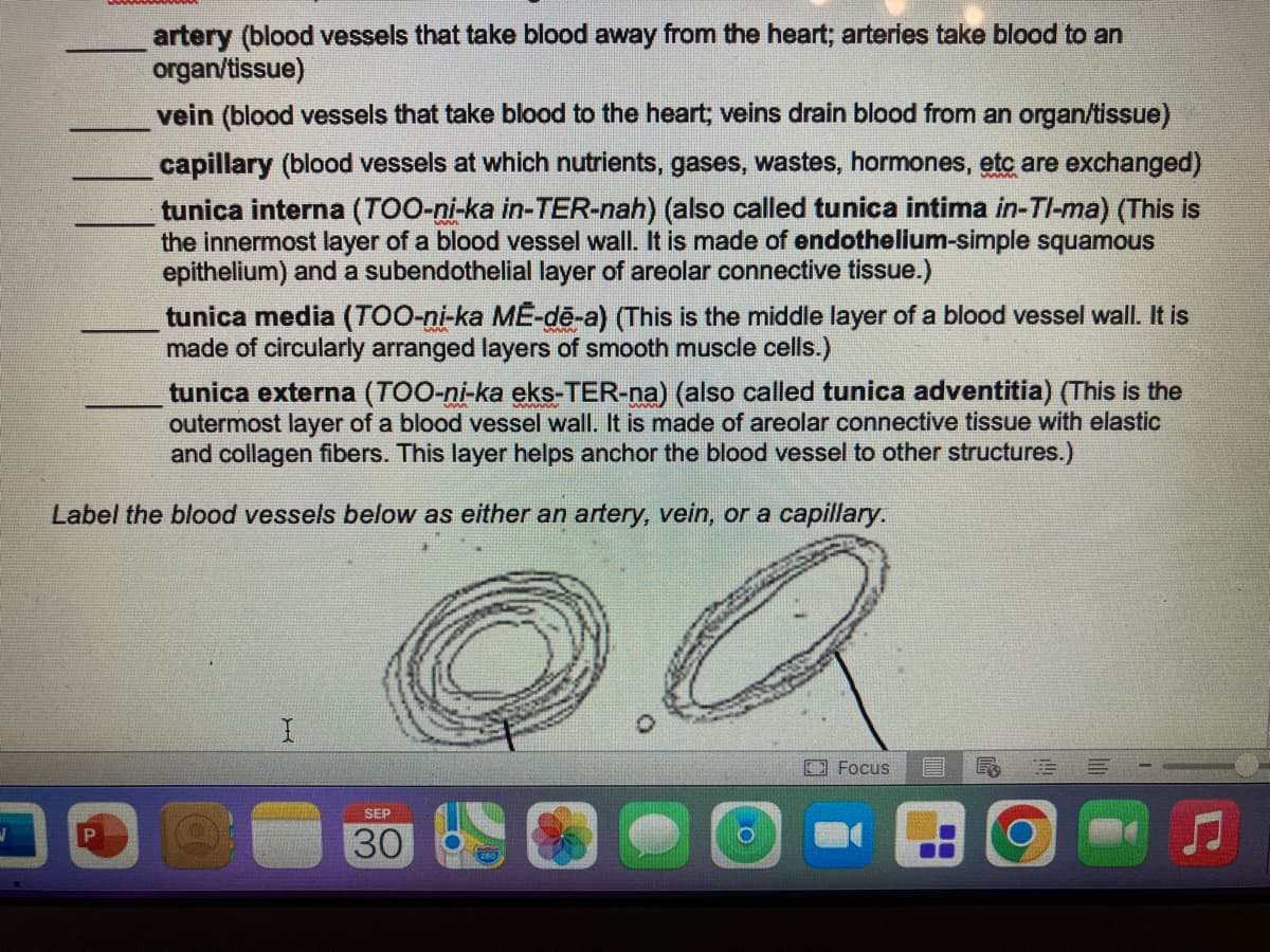 J
artery (blood vessels that take blood away from the heart; arteries take blood to an
organ/tissue)
vein (blood vessels that take blood to the heart; veins drain blood from an organ/tissue)
capillary (blood vessels at which nutrients, gases, wastes, hormones, etc are exchanged)
tunica interna (TOO-ni-ka in-TER-nah) (also called tunica intima in-Tl-ma) (This is
the innermost layer of a blood vessel wall. It is made of endothelium-simple squamous
epithelium) and a subendothelial layer of areolar connective tissue.)
tunica media (TOO-ni-ka MĒ-dē-a) (This is the middle layer of a blood vessel wall. It is
made of circularly arranged layers of smooth muscle cells.)
tunica externa (TOO-ni-ka eks-TER-na) (also called tunica adventitia) (This is the
outermost layer of a blood vessel wall. It is made of areolar connective tissue with elastic
and collagen fibers. This layer helps anchor the blood vessel to other structures.)
Label the blood vessels below as either an artery, vein, or a capillary.
SEP
30
Focus