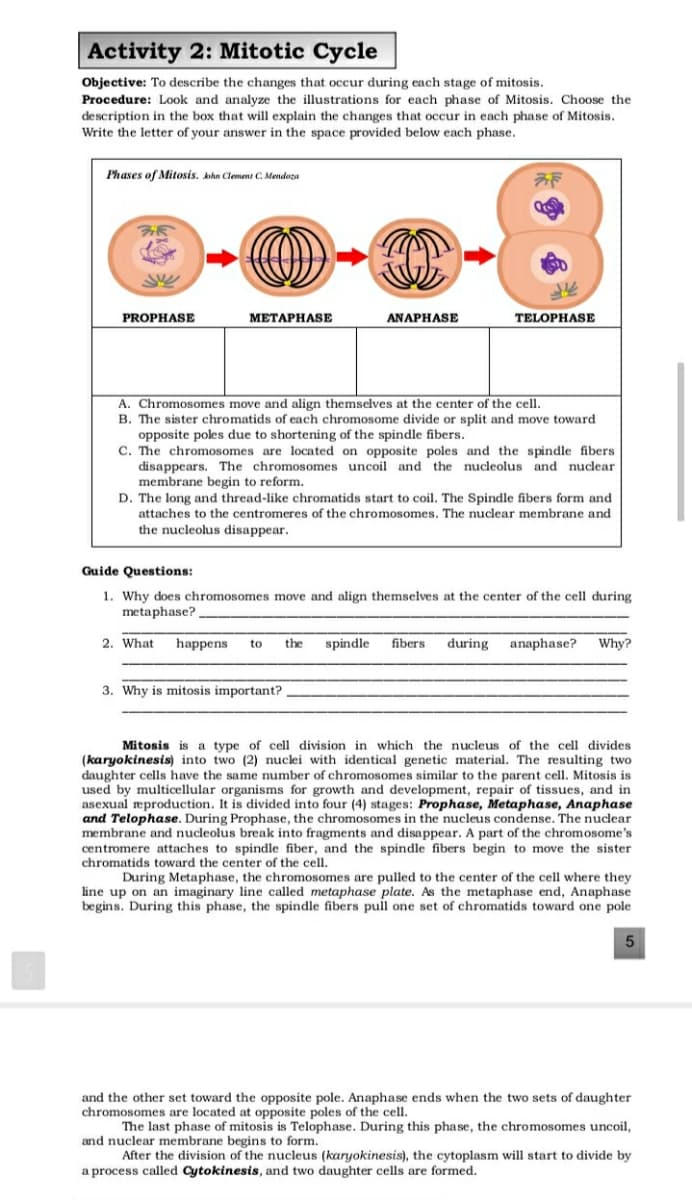 Activity 2: Mitotic Cycle
Objective: To describe the changes that occur during each stage of mitosis.
Procedure: Look and analyze the illustrations for each phase of Mitosis. Choose the
description in the box that will explain the changes that occur in each phase of Mitosis.
Write the letter of your answer in the space provided below each phase.
Phases of Mitosis. khn Clement C. Mendoza
PROPHASE
МЕТАРНASE
ANAPHASE
TELOPHASE
A. Chromosomes move and align themselves at the center of the cell.
B. The sister chromatids of each chromosome divide or split and move toward
opposite poles due to shortening of the spindle fibers.
C. The chromosomes are located on opposite poles and the spindle fibers
disappears. The chromosomes uncoil and the nucleolus and nuclear
membrane begin to reform.
D. The long and thread-like chromatids start to coil. The Spindle fibers form and
attaches to the centromeres of the chromosomes. The nuclear membrane and
the nucleolus disappear.
Guide Questions:
1. Why does chromosomes move and align themselves at the center of the cell during
metaphase?
2. What
happens
to
the
spindle
fibers
during
anaphase?
Why?
3. Why is mitosis important?
Mitosis is a type of cell division in which the nucleus of the cell divides
(karyokinesis) into two (2) nuclei with identical genetic material. The resulting two
daughter cells have the same number of chromosomes similar to the parent cell. Mitosis is
used by multicellular organisms for growth and development, repair of tissues, and in
asexual reproduction. It is divided into four (4) stages: Prophase, Metaphase, Anaphase
and Telophase. During Prophase, the chromosomes in the nucleus condense. The nuclear
membrane and nucleolus break into fragments and disappear. A part of the chromosome's
centromere attaches to spindle fiber, and the spindle fibers begin to move the sister
chromatids toward the center of the cell.
During Metaphase, the chromosomes are pulled to the center of the cell where they
line up on an imaginary line called metaphase plate. As the metaphase end, Anaphase
begins. During this phase, the spindle fibers pull one set of chromatids toward one pole
and the other set toward the opposite pole. Anaphase ends when the two sets of daughter
chromosomes are located at opposite poles of the cell.
The last phase of mitosis is Telophase. During this phase, the chromosomes uncoil,
and nuclear membrane begins to form.
After the division of the nucleus (karyokinesis), the cytoplasm will start to divide by
a process called Cytokinesis, and two daughter cells are formed.
