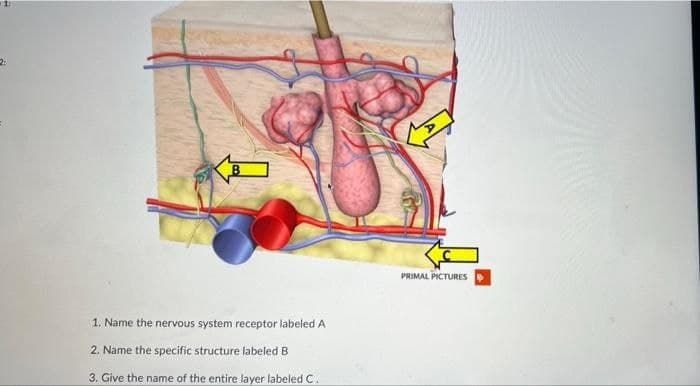 B
PRIMAL PICTURES
1. Name the nervous system receptor labeled A
2. Name the specific structure labeled B
3. Give the name of the entire layer labeled C.
