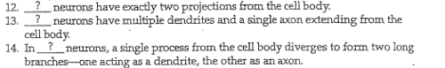 12.
neurons have exactly two projections from the cell body.
13.
neurons have multiple dendrites and a single axon extending from the
cell body.
14. In_?_neurons, a single process from the cell body diverges to form two long
branches-one acting as a dendrite, the other as an axon.
