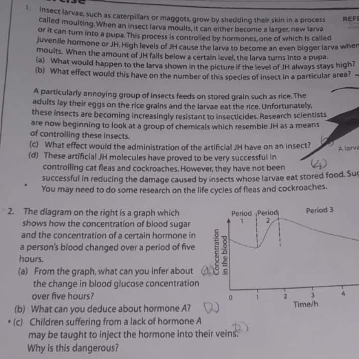 REFE
1. Insect larvae, such as caterpillars or maggots, grow by shedding their skin in a process
called moulting. When an insect larva moults, it can either become a larger, new larva
or it can turn into a pupa. This process is controlled by hormones, one of which is called
juvenile hormone or JH. High levels of JH cause the larva to become an even bigger larva wher
moults. When the amount of JH falls below a certain level, the larva turns Into a pupa.
(a) What would happen to the larva shown in the picture if the level of JH always stays high?
(b) What effect would this have on the number of this species of insect in a particular area?
A particularly annoying group of insects feeds on stored grain such as rice. The
adults lay their eggs on the rice grains and the larvae eat the rice. Unfortunately,
these insects are becoming increasingly resistant to insecticides. Research scientists
are now beginning to look at a group of chemicals which resemble JH as a means
of controlling these insects.
(c) What effect would the administration of the artificial JH have on an insect?
(d) These artificial JH molecules have proved to be very successful in
A larva
controlling cat fleas and cockroaches. However, they have not been
successful in reducing the damage caused by insects whose larvae eat stored food. Suc
You may need to do some research on the life cycles of fleas and cockroaches.
2. The diagram on the right is a graph which
shows how the concentration of blood sugar
and the concentration of a certain hormone in
a person's blood changed over a period of five
hours.
(a) From the graph, what can you infer about
the change in blood glucose concentration
over five hours?
(b) What can you deduce about hormone A? D
(c) Children suffering from a lack of hormone A
Concentration
in the blood
Period Period
Period 3
may be taught to inject the hormone into their veins.
Why is this dangerous?
Time/h