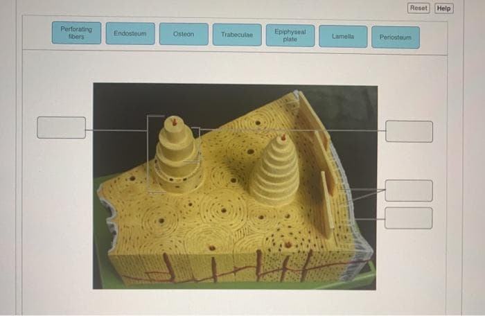 Reset
Help
Perforating
fibers
Epiphyseal
plate
Endosteum
Osteon
Trabeculae
Lameila
Periosteum
