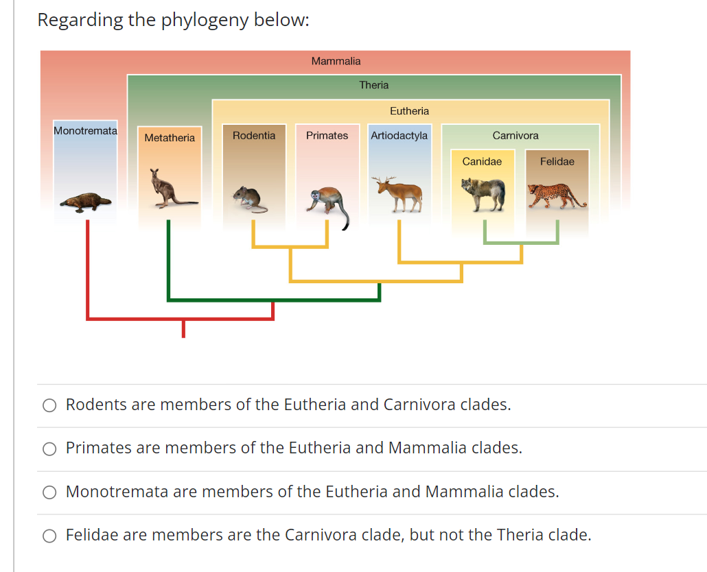 Regarding the phylogeny below:
Monotremata
Metatheria
Rodentia
Mammalia
Theria
Eutheria
Primates Artiodactyla
Carnivora
Canidae
Rodents are members of the Eutheria and Carnivora clades.
Primates are members of the Eutheria and Mammalia clades.
Felidae
Monotremata are members of the Eutheria and Mammalia clades.
Felidae are members are the Carnivora clade, but not the Theria clade.