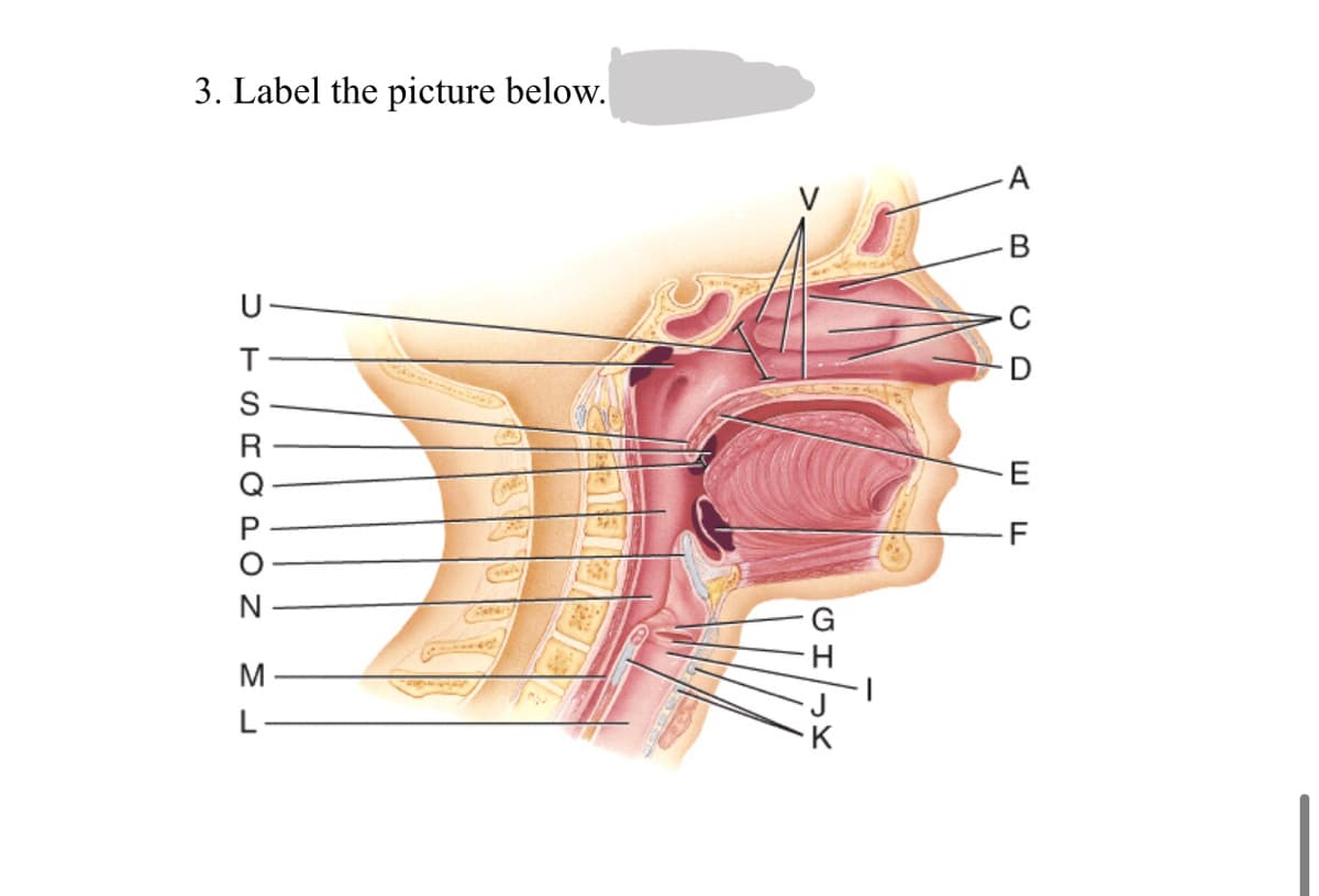 3. Label the picture below.
A
U
R
E
F
L
