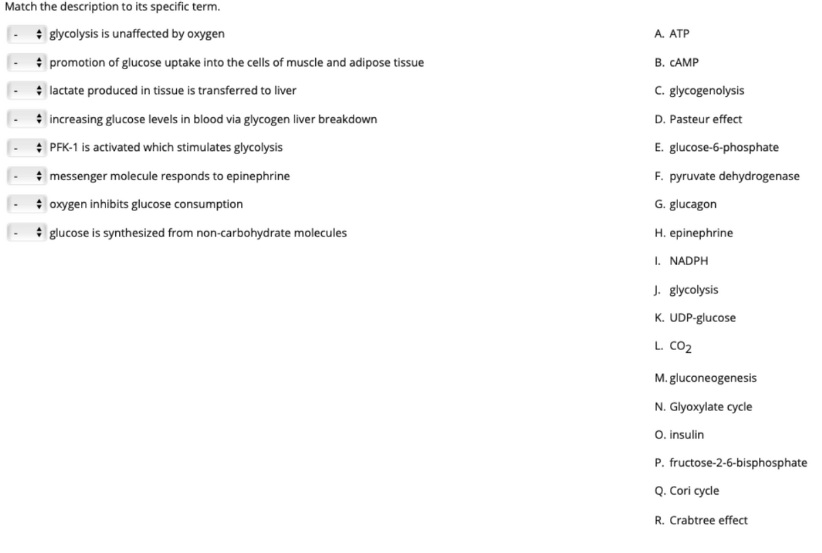 Match the description to its specific term.
+ glycolysis is unaffected by oxygen
A. ATP
* promotion of glucose uptake into the cells of muscle and adipose tissue
В. САМР
* lactate produced in tissue is transferred to liver
C. glycogenolysis
* increasing glucose levels in blood via glycogen liver breakdown
D. Pasteur effect
+ PFK-1 is activated which stimulates glycolysis
E. glucose-6-phosphate
+ messenger molecule responds to epinephrine
F. pyruvate dehydrogenase
+ oxygen inhibits glucose consumption
G. glucagon
* glucose is synthesized from non-carbohydrate molecules
H. epinephrine
I. NADPH
J. glycolysis
K. UDP-glucose
L. CO2
M. gluconeogenesis
N. Glyoxylate cycle
O. insulin
P. fructose-2-6-bisphosphate
Q. Cori cycle
R. Crabtree effect
