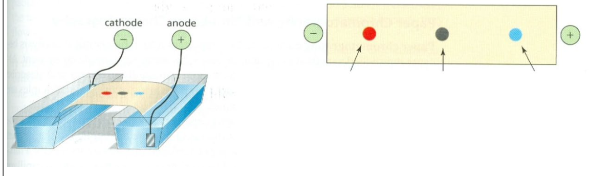 cathode
anode