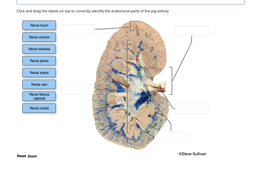 Click and drag the labels on top to correctly identify the anatomical parts of the pig kidney.
Renal hilum
Renal column
Renal medulla
Renal pelvis
Renal artery
Renal vein
Renal fibrous
capsule
Renal cortex
©Steve Sullivan
Reset Zoom
