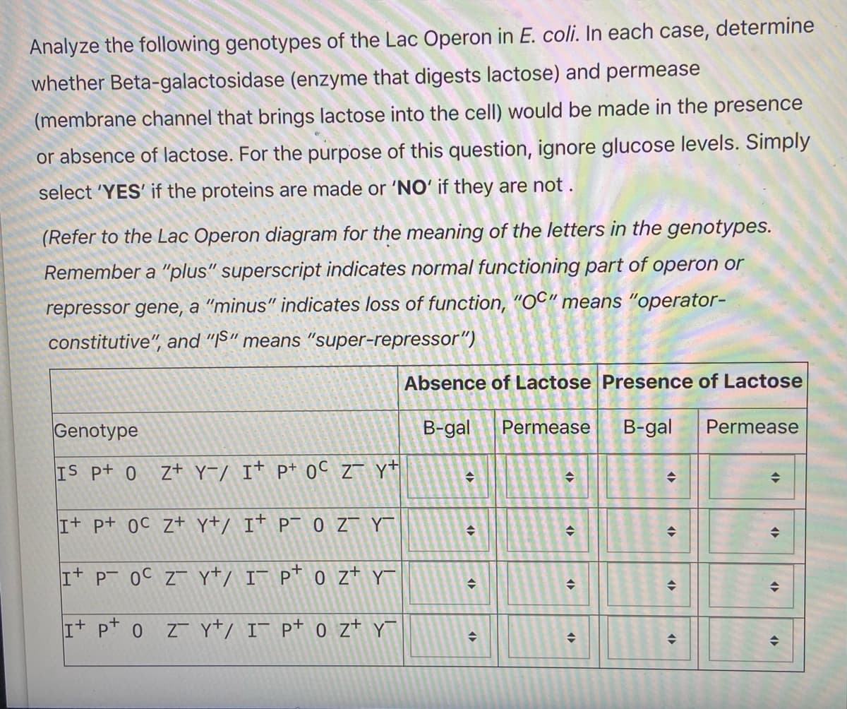 Analyze the following genotypes of the Lac Operon in E. coli. In each case, determine
whether Beta-galactosidase (enzyme that digests lactose) and permease
(membrane channel that brings lactose into the cell) would be made in the presence
or absence of lactose. For the purpose of this question, ignore glucose levels. Simply
select 'YES' if the proteins are made or 'NO' if they are not .
(Refer to the Lac Operon diagram for the meaning of the letters in the genotypes.
Remember a "plus" superscript indicates normal functioning part of operon or
repressor gene, a "minus" indicates loss of function, "OC" means "operator-
constitutive", and "IS" means "super-repressor")
Absence of Lactose Presence of Lactose
Genotype
В-gal
Permease
В -gal
Permease
IS pt 0
z+ Y-/ I† p+ 0C z¯ y+
It p+ 0C z+ y+/ I* P¯ 0 Z- Y
It P 0C Z- Y+/ I¯ p* 0 z+ y
It pt o z Y+/ I¯ p+ 0 z+ Y
