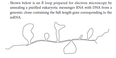 - Shown below is an R loop prepared for electron microscopy by
annealing a purified eukaryotic messenger RNA with DNA from a
genomic clone containing the full-length gene corresponding to the
mRNA.
