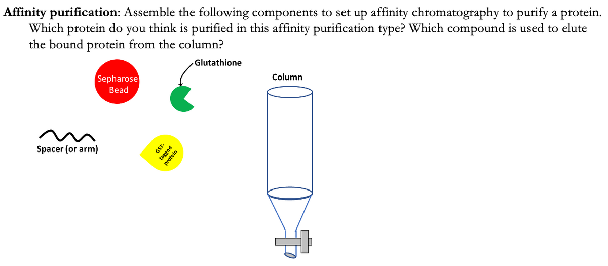 Affinity purification: Assemble the following components to set up affinity chromatography to purify a protein.
Which protein do
the bound protein from the column?
you
think is purified in this affinity purification type? Which compound is used to elute
Glutathione
Sepharose
Column
Bead
Spacer (or arm)
GST-
tagged
protein
