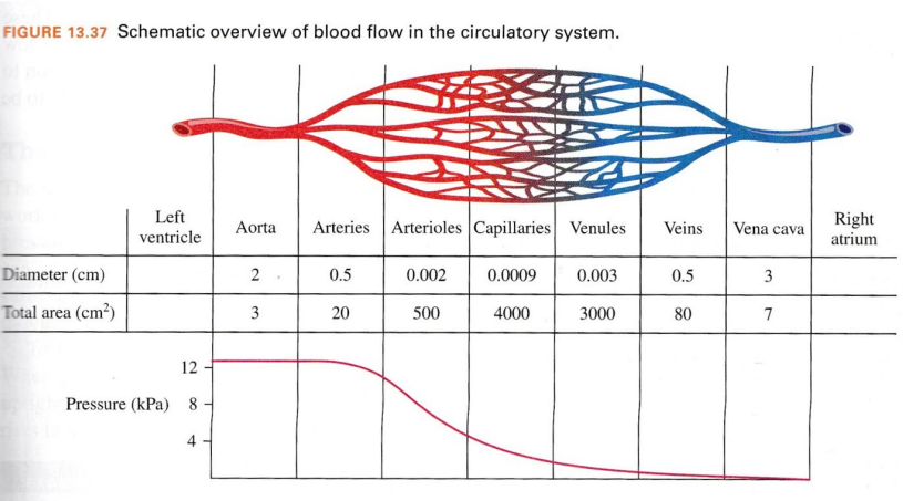 FIGURE 13.37 Schematic overview of blood flow in the circulatory system.
Left
ventricle
Arteries Arterioles Capillaries Venules
Right
atrium
Aorta
Veins
Vena cava
Diameter (cm)
2
0.5
0.002
0.0009
0.003
0.5
3
Total area (cm?)
3
20
500
4000
3000
80
7
12
Pressure (kPa) 8 -
4 -
