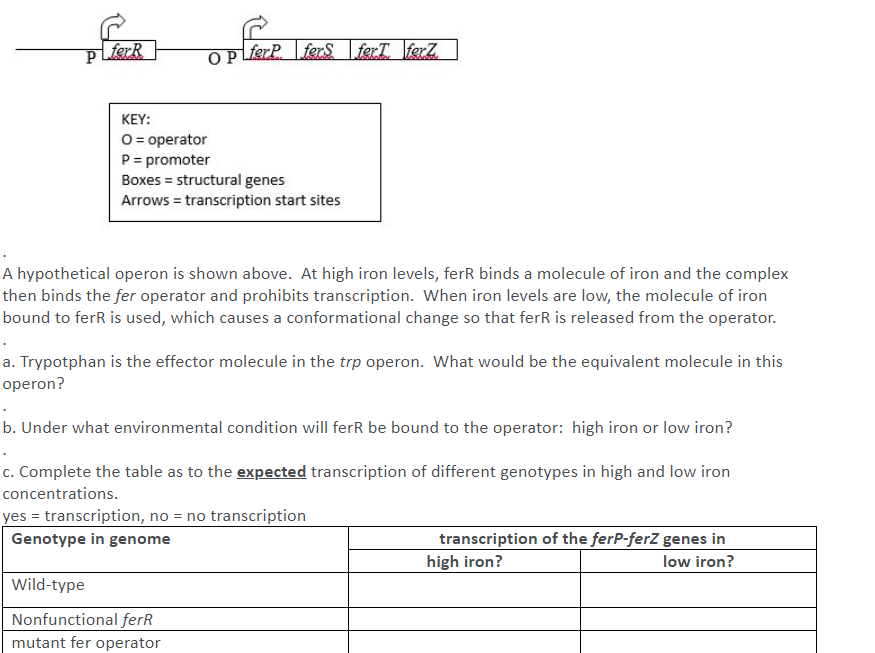 P.
fgrR
OP
ferP
ferS ferI ferZ
KEY:
O = operator
P= promoter
Boxes = structural genes
Arrows = transcription start sites
A hypothetical operon is shown above. At high iron levels, ferR binds a molecule of iron and the complex
then binds the fer operator and prohibits transcription. When iron levels are low, the molecule of iron
bound to ferR is used, which causes a conformational change so that ferR is released from the operator.
a. Trypotphan is the effector molecule in the trp operon. What would be the equivalent molecule in this
operon?
b. Under what environmental condition will ferR be bound to the operator: high iron or low iron?
c. Complete the table as to the expected transcription of different genotypes in high and low iron
concentrations.
yes = transcription, no = no transcription
Genotype in genome
transcription of the ferP-ferZ genes in
high iron?
low iron?
Wild-type
Nonfunctional ferR
mutant fer operator
