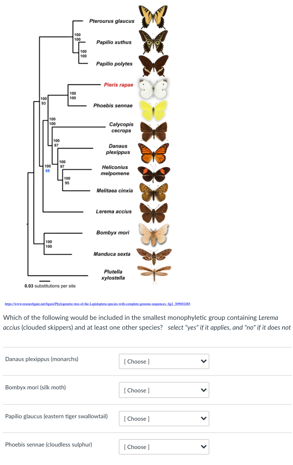 Pterourus glaucus
100
100
Papilio xuthus
100
100
Papilio polytes
Pieris rapae
100
100
100
93
Phoebis sennae
100
100
Calycopis
cecrops
100
87
Danaus
plexippus
100
100
68
97
Heliconius
melpomene
100
95
Melitaea cinxia
Lerema accius
Воmbyx тori
100
100
Manduca sexta
Plutella
xylostella
0.03 substitutions per site
https://www.researchgate.net/figure/Phylogenetic-tree-of-the-Lepidoptera-species-with-complete-genome-sequences fig2 309692485
Which of the following would be included in the smallest monophyletic group containing Lerema
accius (clouded skippers) and at least one other species? select "yes" if it applies, and "no" if it does not
Danaus plexippus (monarchs)
[ Choose ]
Bombyx mori (silk moth)
[ Choose ]
Papilio glaucus (eastern tiger swallowtail)
[ Choose ]
Phoebis sennae (cloudless sulphur)
[ Choose ]
>
