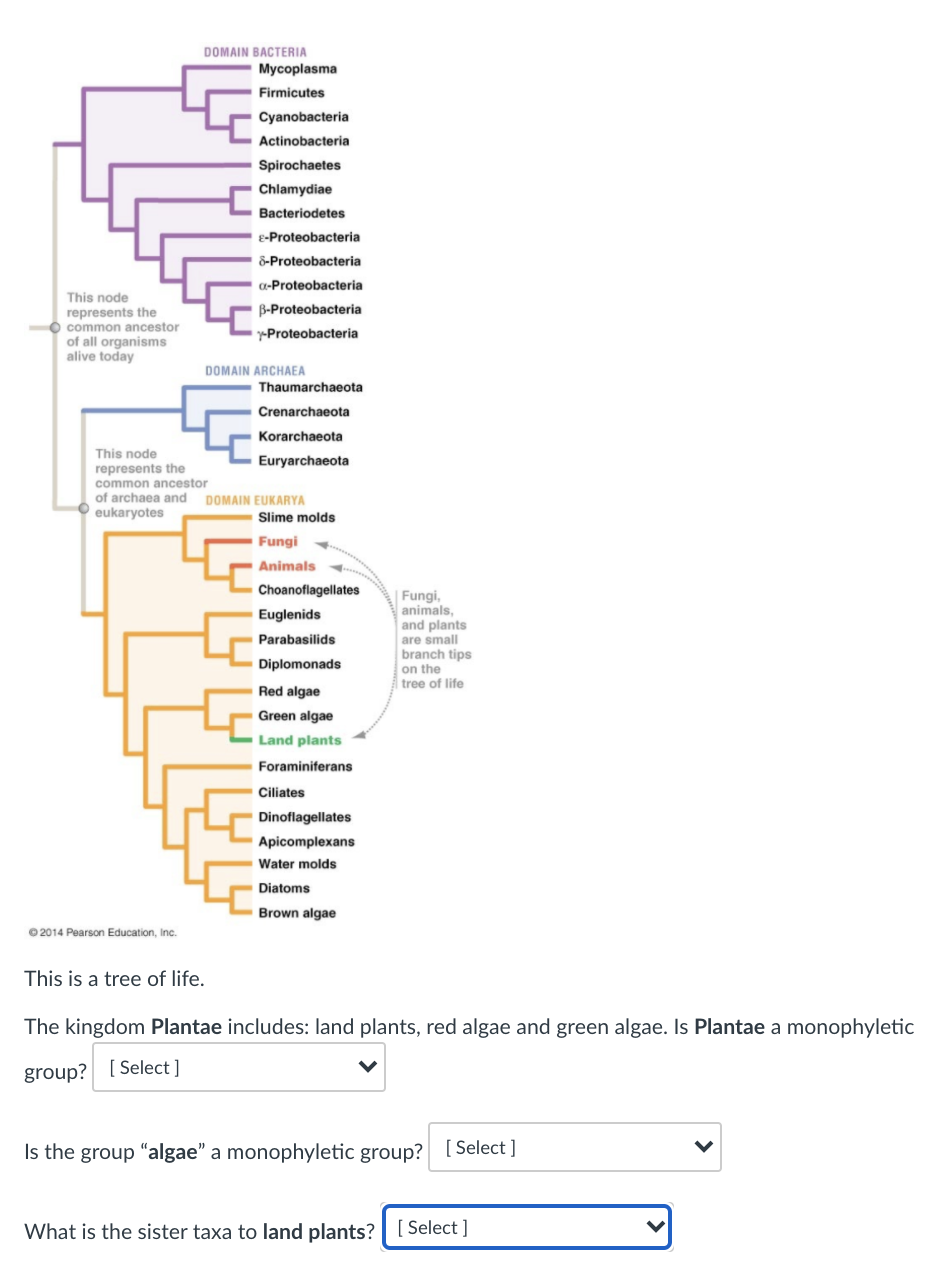 DOMAIN BACTERIA
Mycoplasma
Firmicutes
Cyanobacteria
Actinobacteria
Spirochaetes
Chlamydiae
Bacteriodetes
E-Proteobacteria
8-Proteobacteria
a-Proteobacteria
This node
represents the
common ancestor
of all organisms
alive today
B-Proteobacteria
y-Proteobacteria
DOMAIN ARCHAEA
Thaumarchaeota
Crenarchaeota
Korarchaeota
This node
represents the
common ancestor
Euryarchaeota
of archaea and DOMAIN EUKARYA
O eukaryotes
Slime molds
Fungi
Animals
Choanoflagellates
| Fungi,
animals,
and plants
are small
branch tips
on the
tree of life
Euglenids
Parabasilids
Diplomonads
Red algae
Green algae
Land plants
Foraminiferans
Ciliates
Dinoflagellates
Apicomplexans
Water molds
Diatoms
Brown algae
© 2014 Pearson Education, Inc.
This is a tree of life.
The kingdom Plantae includes: land plants, red algae and green algae. Is Plantae a monophyletic
group? [ Select ]
Is the group "algae" a monophyletic group? [Select ]
What is the sister taxa to land plants? [ Select ]
