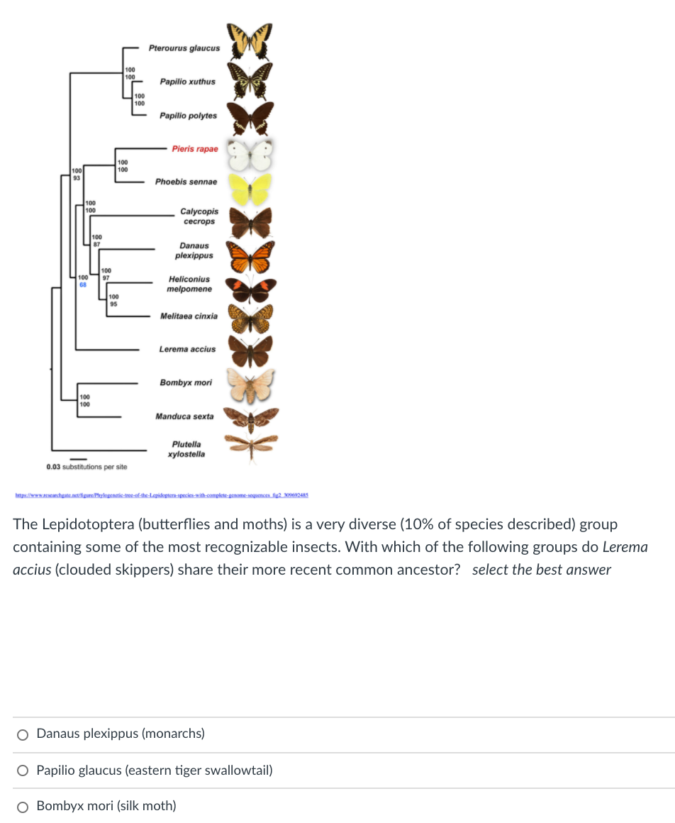 Pterourus glaucus
100
100
Papilio xuthus
100
100
Papilio polytes
Pieris rapae
100
Phoebis sennae
100
Calycopis
cecrops
100
87
Danaus
plexippus
100
97
Heliconius
melpomene
68
100
95
Melitaea cinxia
Lerema accius
Bombyx mori
Manduca sexta
Plutella
xylostella
0.03 substitutions per site
htps:www.reseanchgate netligure Phylogenetie-tree-of-the-Lepidoptera-species-with-complete-genome-sequences fig2 309624RS
The Lepidotoptera (butterflies and moths) is a very diverse (10% of species described) group
containing some of the most recognizable insects. With which of the following groups do Lerema
accius (clouded skippers) share their more recent common ancestor? select the best answer
O Danaus plexippus (monarchs)
O Papilio glaucus (eastern tiger swallowtail)
O Bombyx mori (silk moth)
