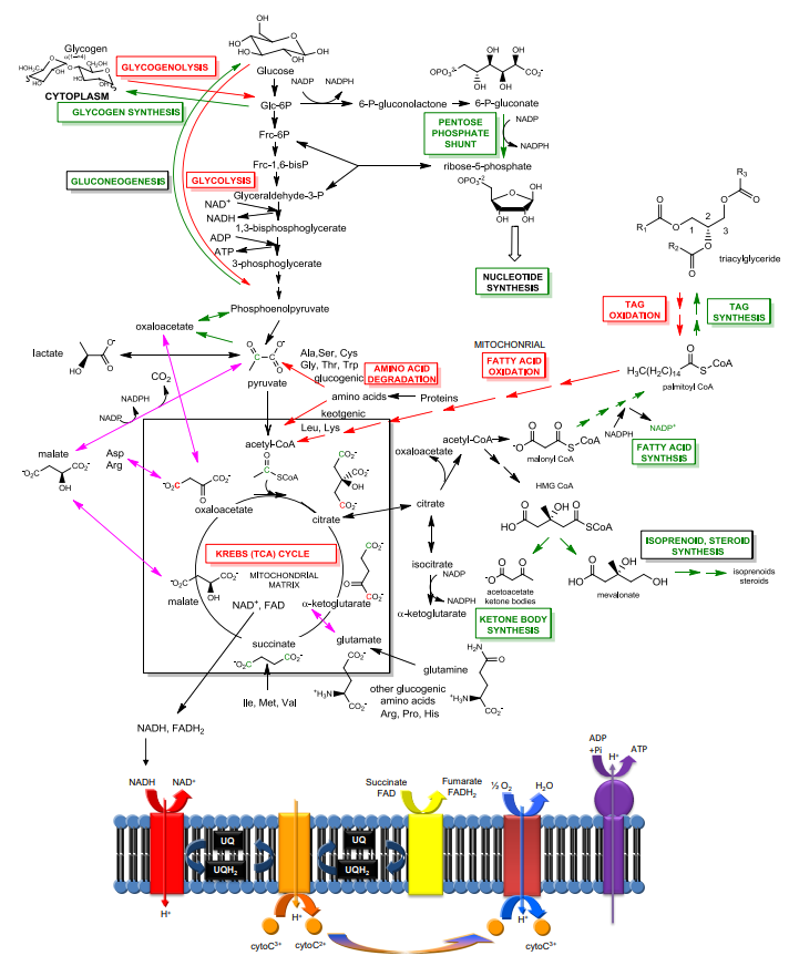 HOH
Glycogen
CH₂OH
CYTOPLASM
lactate
(14
malate
HO
OH
GLYCOGENOLYSIS
GLYCOGEN SYNTHESIS
GLUCONEOGENESIS
NADPH
NADR
Asp
CO₂ Arg
oxaloacetate
D₂C²
malate
NADH, FADH₂
H
HO
GLYCOLYSIS
NAD*
NADH
ADP
NADH NAD*
HO-
ATP
oxaloacetate
Glucose
Glc-6P
Fro-6P
Frc-1,6-bisP
Glyceraldehyde-3-P'
1,3-bisphosphoglycerate
3-phosphoglycerate
Phosphoenolpyruvate
pyruvate
acety-CoA
SCOA
OH
-OH
NADP NADPH
UQ
UQH₂
Ala,Ser, Cys
Gly, Thr, Trp
AMINO ACID
glucogenic DEGRADATION
amino acids
Leu, Lys
keotgenic
co₂
citrate
"H₂NI
H*
cytoc³ cytoc
OPO,
CO₂
OH OH
6-P-gluconolactone 6-P-gluconate
NADP
PENTOSE
PHOSPHATE
SHUNT
CO₂
CO₂
KREBS (TCA) CYCLE
10
CO MITOCHONDRIAL
MATRIX
NAD*, FAD a-ketoglutarate
OH
CO₂
succinate
.CO₂
glutamate
co₂
lle, Met, Val
CO₂
OH
co₂
UQ
UQH₂
Proteins
oxaloacetate
citrate
isocitrate
a-ketoglutarate
glutamine
*H₂N
Succinate
FAD
OH OH
ribose-5-phosphate
OPO
OH
OH OH
NUCLEOTIDE
SYNTHESIS
MITOCHONRIAL
FATTY ACID
OXIDATION
acetyl-CoA-
other glucogenic
amino acids
Arg, Pro, His
Fumarate
FADH₂
NADP
acetoacetate
NADPH ketone bodies
KETONE BODY
SYNTHESIS
H₂N
:0
NADPH
CO₂
%0₂
malonyl CoA
HMG COA
OH O
H₂O
CoA
cytocs.
TAG
OXIDATION
NADPH
SCOA
H₂C(H₂C)14
ADP
+Pi
OH
mevalonate
ATP
R₂
triacylglyceride
TAG
SYNTHESIS
-COA
palmitoyl COA
NADP
FATTY ACID
SYNTHSIS
ISOPRENOID, STEROID
SYNTHESIS
OH
isoprenoids
steroids