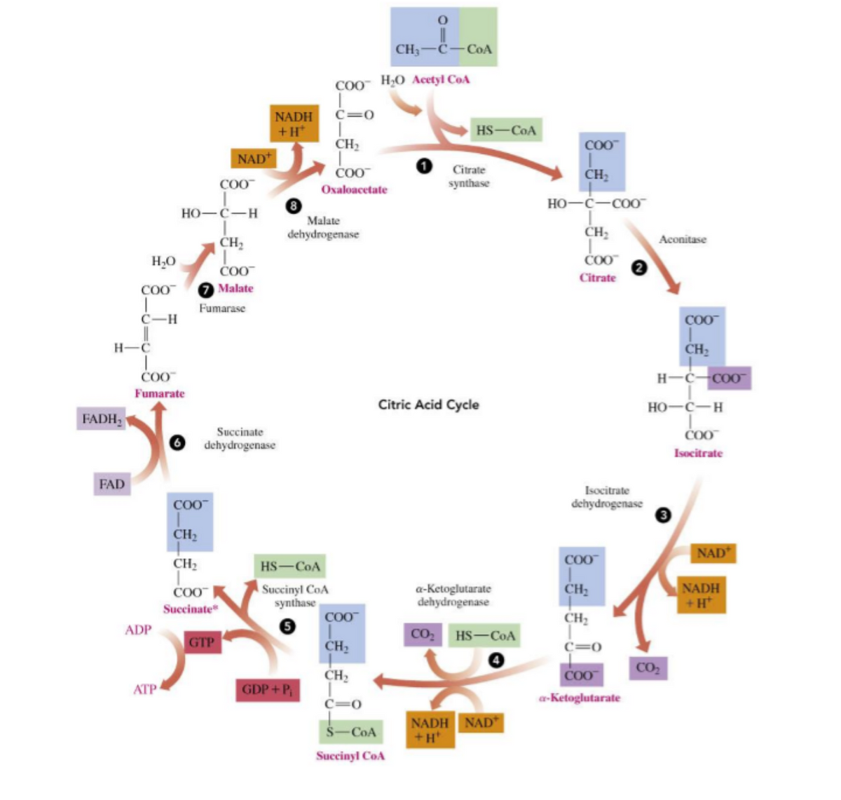 H-C
FADH,
FAD
H₂O
COO
C-H
COO™
Fumarate
ADP
ATP
COO™
HO–C-H
CH₂
COO™
7 Malate
Fumarase
Succinate
dehydrogenase
NAD+
COO
CH₂
CH₂
COO™
Succinate
GTP
NADH
+H*
Malate
dehydrogenase
COO™
C=0
CH₂
COO™
Oxaloacetate
HS-CoA
Succinyl CoA
synthase
GDP+P₁
H₂O Acetyl CoA
CH₂-C-CoA
COO™
CH₂
CH₂
C=0
S-CoA
Succinyl COA
HS-COA
Citrate
synthase
Citric Acid Cycle
a-ketoglutarate
dehydrogenase
CO₂
NADH NAD
+H*
HS-COA
COO™
CH₂
HO-C-COO™
CH₂
COO™
Citrate
Isocitrate
dehydrogenase
СОО
CH₂
C=0
СОО
a-ketoglutarate
Aconitase
COO™
CH₂
H-C-COO™
HO-C-H
COO™
Isocitrate
NAD
CO₂
NADH
+H*