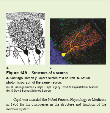 a.
b.
Figure 14A Structure of a neuron.
a. Santiago Ramon y Cajal's sketch of a neuron. b. Actual
photomicrograph of the same neuron.
(a): e Santiago Ramon y Cajal. Cajal Legacy. Instituto Cajal (CSIC). Madrid;
(b): © David Becker/Science Source
Cajal was awarded the Nobel Prize in Physiology or Medicine
in 1906 for his discoveries in the structure and function of the
nervous system.
