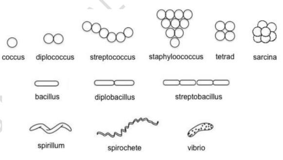 coccus diplococcus
streptococcus
staphyloococcus tetrad
sarcina
bacillus
diplobacillus
streptobacillus
spirillum
spirochete
vibrio
