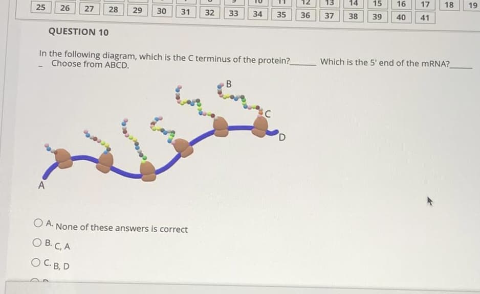 12
13
14
15
16
17
18
19
25
26
27
28
29
30
31
32
33
34
35
36
37
38
39
40
41
QUESTION 10
In the following diagram, which is the C terminus of the protein?
Choose from ABCD.
Which is the 5' end of the mRNA?
B
A
O A. None of these answers is correct
О В. С, А
O C. B, D
