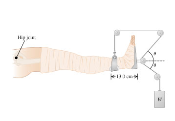 Hip joint
13.0 cm
W