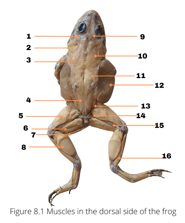 2
10
3
11
12
4
13
5
14
15
6
8
16
Figure 8.1 Muscles in the dorsal side of the frog
