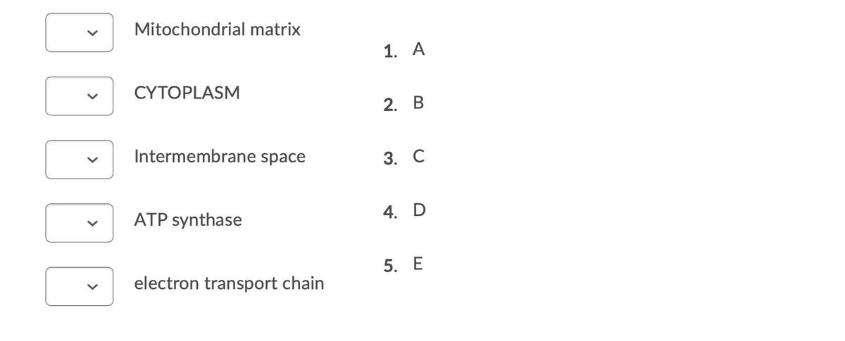 Mitochondrial matrix
1. A
CYTOPLASM
2. В
Intermembrane space
3. С
ATP synthase
4. D
5. E
electron transport chain
>
>
