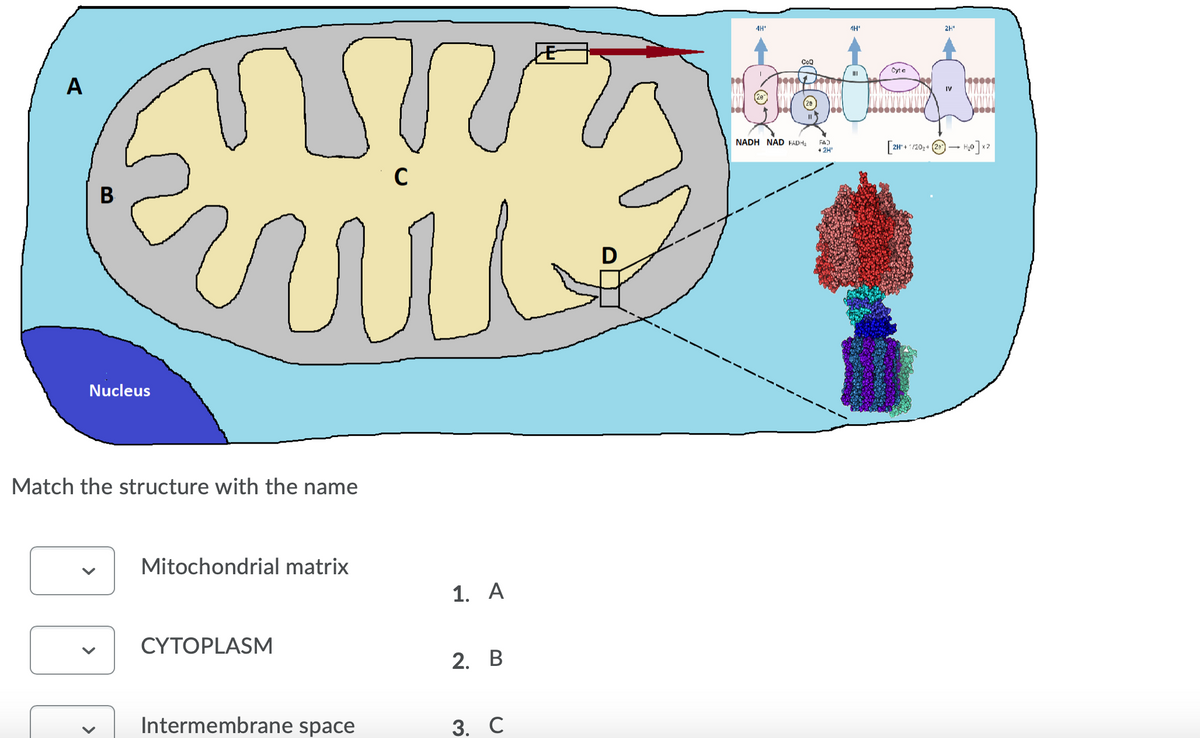 4H*
4H
2H
CoQ
Cyt e
II
A
IV
NADH NAD FADH
FA)
+ 2H"
C
B
D
Nucleus
Match the structure with the name
Mitochondrial matrix
1. A
CYTOPLASM
2. В
Intermembrane space
3. С
>
