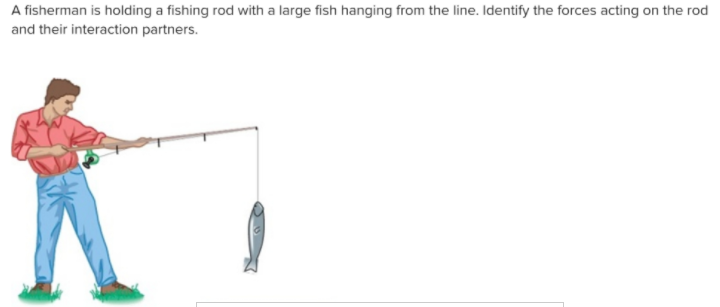 A fisherman is holding a fishing rod with a large fish hanging from the line. Identify the forces acting on the rod
and their interaction partners.
