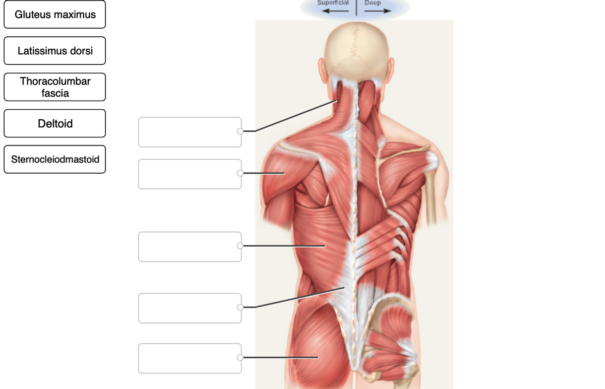 Superficial
Deep
Gluteus maximus
Latissimus dorsi
Thoracolumbar
fascia
Deltoid
Sternocleiodmastoid
