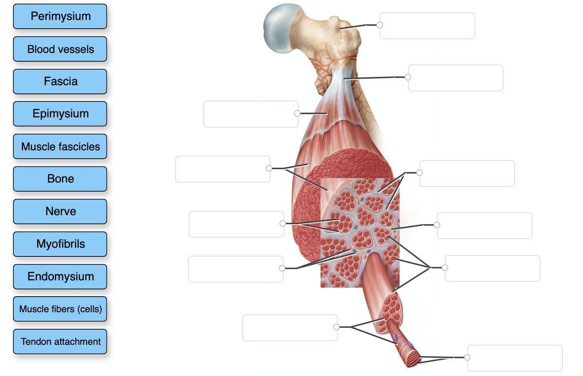 Perimysium
Blood vessels
Fascia
Epimysium
Muscle fascicles
Bone
Nerve
Myofibrils
Endomysium
Muscle fibers (cells)
Tendon attachment
