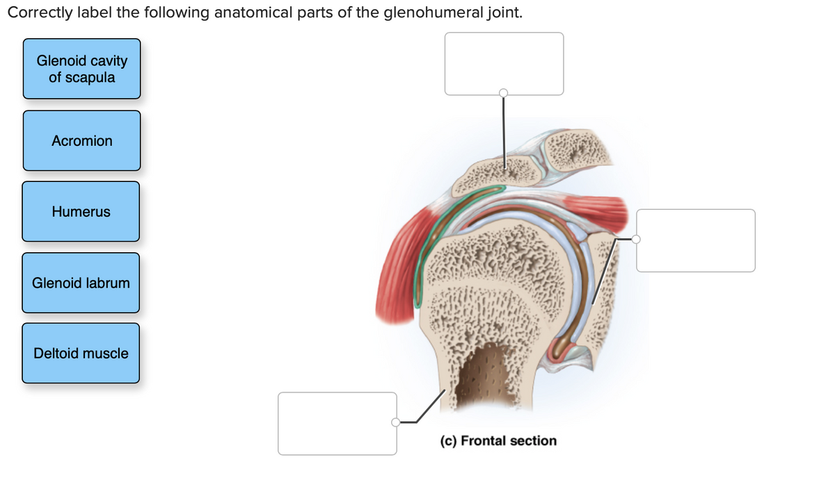 Correctly label the following anatomical parts of the glenohumeral joint.
Glenoid cavity
of scapula
Acromion
Humerus
Glenoid labrum
Deltoid muscle
(c) Frontal section
