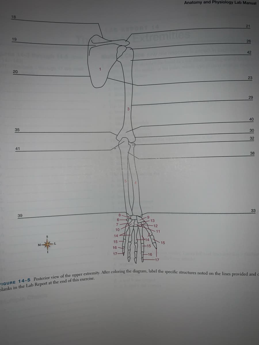 18
19
ures
20
35
41
39
8-
6-
Extr
-9
7
10
13
14
-15
12
11
33
14
15-
M-
16
17-
-16
17
FIGURE 14-5 Posterior view of the upper extremity. After coloring the diagram, label the specific structures noted on the lines provided and c
blanks in the Lab Report at the end of this exercise.
Choice
Anatomy and Physiology Lab Manual
21
15
26
42
23
29
40
30
32
38