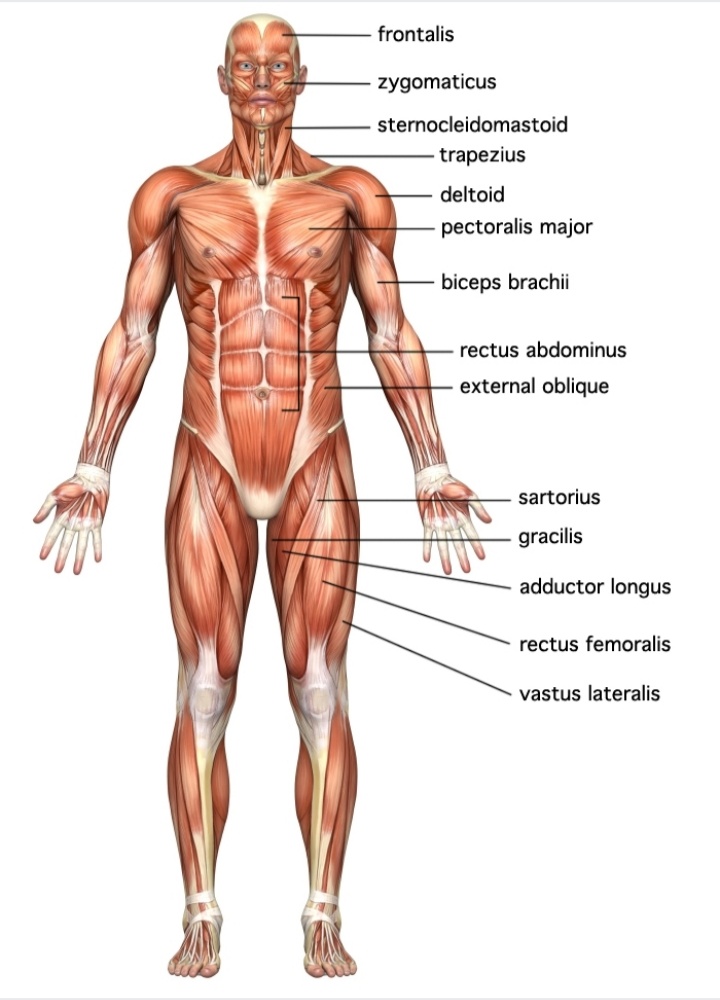 frontalis
zygomaticus
sternocleidomastoid
trapezius
deltoid
pectoralis major
biceps brachii
rectus abdominus
external oblique
sartorius
gracilis
adductor longus
rectus femoralis
vastus lateralis
