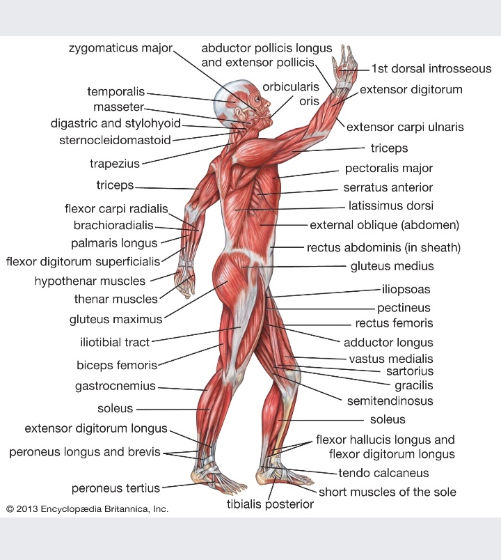 zygomaticus major,
abductor pollicis longus
and extensor pollicis
-1st dorsal introsseous
temporalis-
orbicularis
Lextensor digitorum
masseter-
oris
digastric and stylohyoid.
extensor carpi ulnaris
sternocleidomastoid-
triceps
trapezius -
pectoralis major
triceps
serratus anterior
latissimus dorsi
flexor carpi radialis
brachioradialis-
external oblique (abdomen)
palmaris longus
rectus abdominis (in sheath)
flexor digitorum superficialis
gluteus medius
hypothenar muscles
thenar muscles
gluteus maximus
-iliopsoas
pectineus
rectus femoris
iliotibial tract-
adductor longus
biceps femoris-
vastus medialis
sartorius
gastrocnemius
gracilis
semitendinosus
soleus
soleus
extensor digitorum longus.
flexor hallucis longus and
flexor digitorum longus
peroneus longus and brevis-
-tendo calcaneus
peroneus tertius-
-short muscles of the sole
tibialis posterior
2013 Encyclopædia Britannica, Inc.
