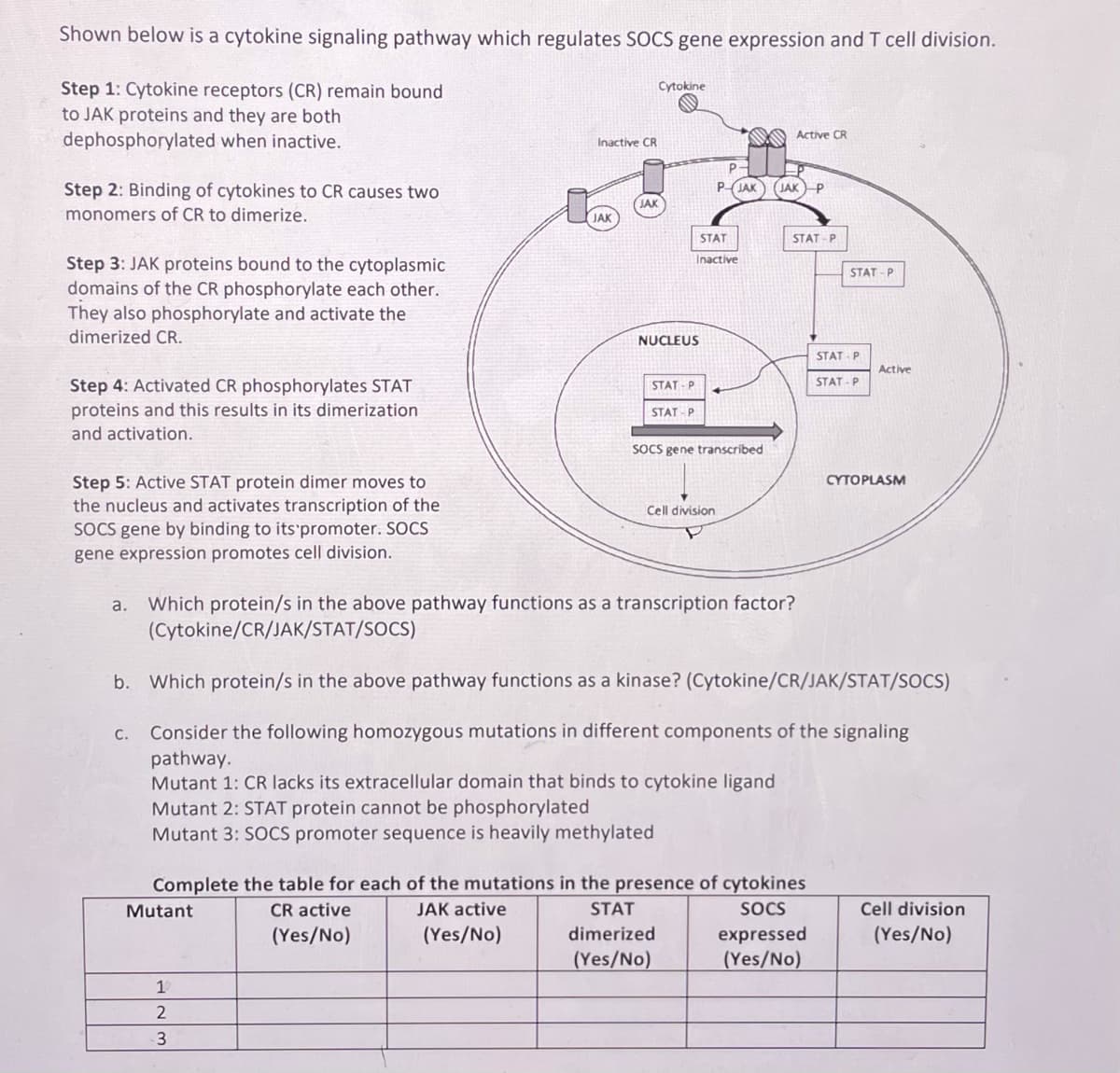 Shown below is a cytokine signaling pathway which regulates SOCS gene expression and T cell division.
Step 1: Cytokine receptors (CR) remain bound
to JAK proteins and they are both
dephosphorylated when inactive.
Cytokine
Active CR
Inactive CR
PJAK (JAK P
Step 2: Binding of cytokines to CR causes two
monomers of CR to dimerize.
JAK
JAK
STAT
STAT - P
Inactive
Step 3: JAK proteins bound to the cytoplasmic
domains of the CR phosphorylate each other.
They also phosphorylate and activate the
dimerized CR.
STAT- P
NUCLEUS
STAT P
Active
STAT -P
Step 4: Activated CR phosphorylates STAT
proteins and this results in its dimerization
and activation.
STAT - P
STAT - P
SOCS gene transcribed
Step 5: Active STAT protein dimer moves to
the nucleus and activates transcription of the
SOCS gene by binding to its'promoter. SOCS
gene expression promotes cell division.
CYTOPLASM
Cell division
Which protein/s in the above pathway functions as a transcription factor?
(Cytokine/CR/JAK/STAT/SOCS)
а.
b. Which protein/s in the above pathway functions as a kinase? (Cytokine/CR/JAK/STAT/SOCS)
C. Consider the following homozygous mutations in different components of the signaling
pathway.
Mutant 1: CR lacks its extracellular domain that binds to cytokine ligand
Mutant 2: STAT protein cannot be phosphorylated
Mutant 3: SOCS promoter sequence is heavily methylated
Complete the table for each of the mutations in the presence of cytokines
Mutant
CR active
JAK active
STAT
SOCS
Cell division
(Yes/No)
(Yes/No)
dimerized
expressed
(Yes/No)
(Yes/No)
(Yes/No)
