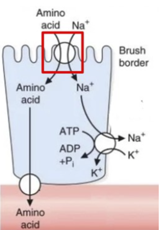 Amino
acid Na*
Brush
border
Amino
Na*
acid
ATP
Na*
ADP
K*
+P
Kt
Amino
acid
