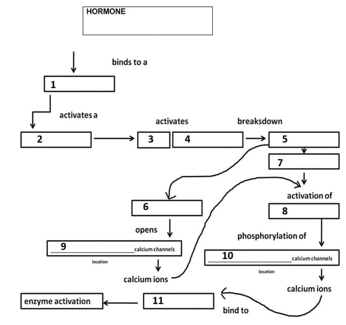 HORMONE
binds to a
1
activates a
activates
breaksdown
2
4
7
activation of
6
8
opens
phosphorylation of
9
calcium channels
10
calcium channels
location
location
calcium ions
calcium ions
enzyme activation
11
bind to
3.
