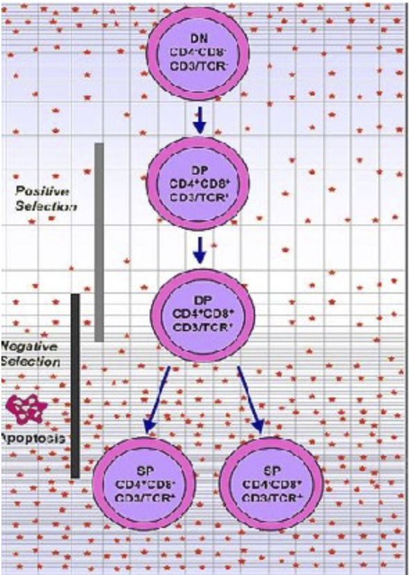 DN
CD3/TCR
Positive
Selection
DP
CD4*CD8*
CD3/TCR'
DP
CD4*CD8*
CD3/TCR
Nogative
Solection
poptosis
SP
SP
CD4 CDE
CDSTCR
CDACD8
