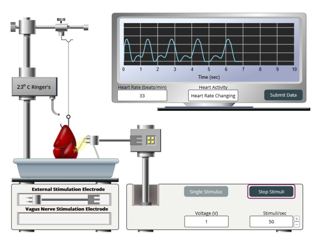 0 1 2
3 4
5
7
8 9
10
Time (sec)
23° C Ringer's
Heart Rate (beats/min)
Heart Activity
33
Heart Rate Changing
Submit Data
External Stimulation Electrode
Single Stimulus
Stop Stimuli
HE
Vagus Nerve Stimulation Electrode
Voltage (V)
Stimuli/sec
50
